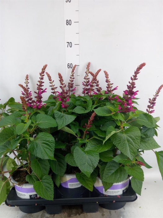 <h4>Salvia  'Salgoon Lake Flamingo'</h4>