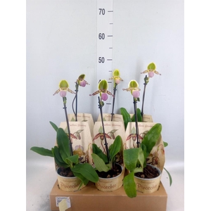 Paphiopedilum ...multiflower mix
