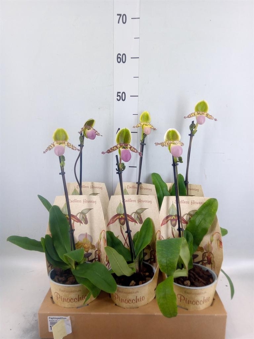 <h4>Paphiopedilum   ...multiflower mix</h4>