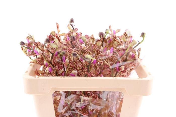 <h4>Mok Pata Brown M</h4>