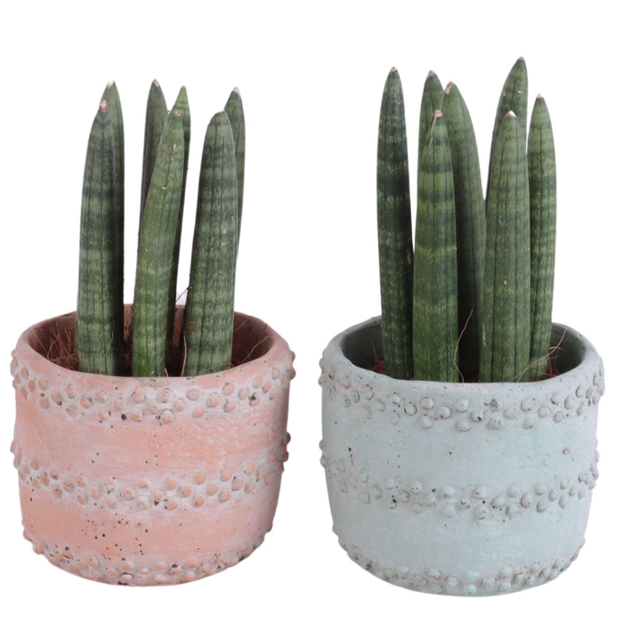 <h4>Sansevieria Cylindrica Straight 7 Leaf in Ø10cm Ceramic</h4>