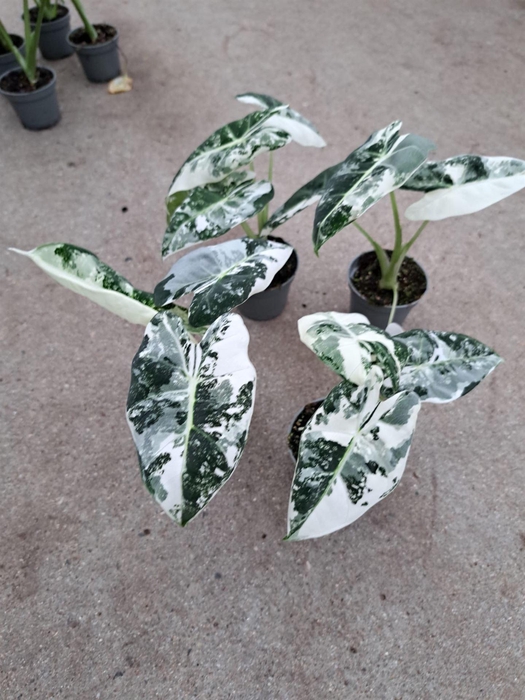 <h4>Alocasia   ...</h4>