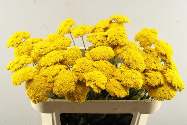 <h4>Achil F Park Variety</h4>