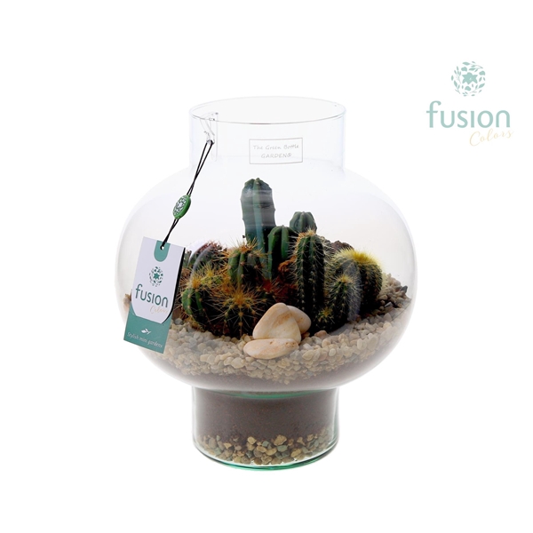 <h4>Green Bottle Laura Medium met Cactussen arrangement</h4>