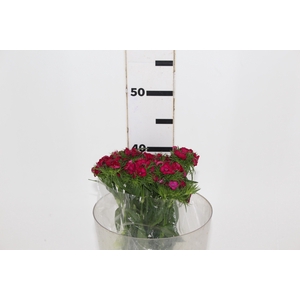 DIANTHUS AMAZON NEON CHERRY 040 CM