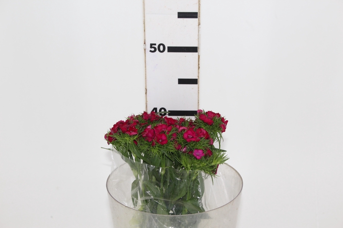 <h4>DIANTHUS AMAZON NEON CHERRY 040 CM</h4>