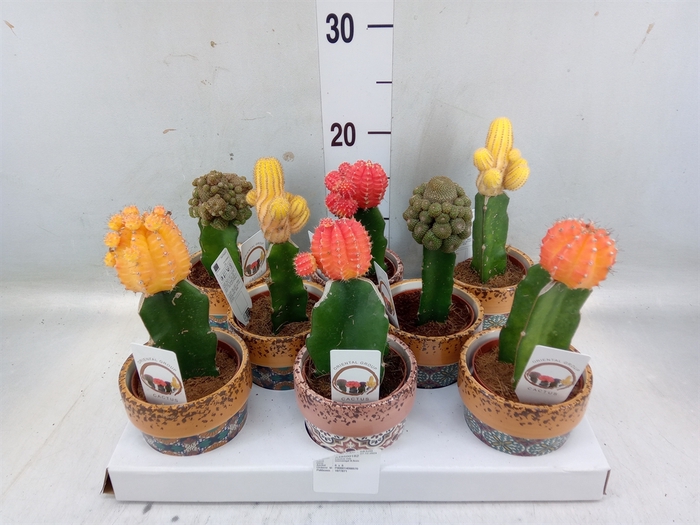 <h4>Cactus   ...mix</h4>