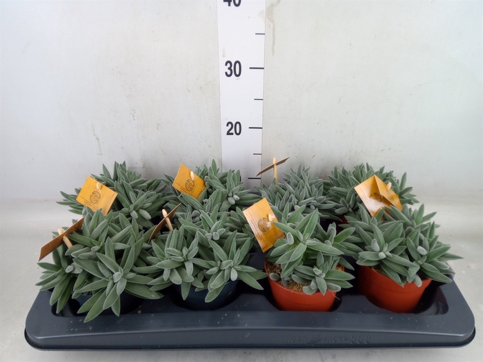 <h4>Crassula  'Kraaiepootje'</h4>