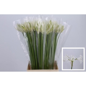 Nerine white