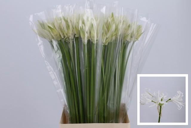 <h4>Nerine white</h4>