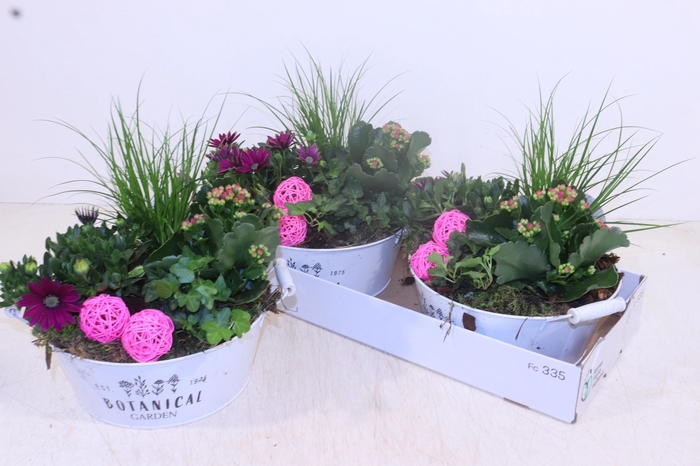 <h4>ARR TUINPLANTEN</h4>