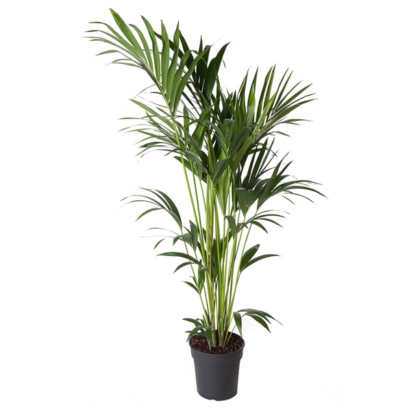 <h4>Howea Forsteriana(kentia) P24-150</h4>