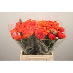 Ran El. Lambada Dark Orange Ex