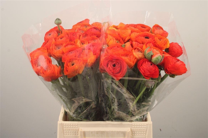 <h4>Ran El. Lambada Dark Orange Ex</h4>