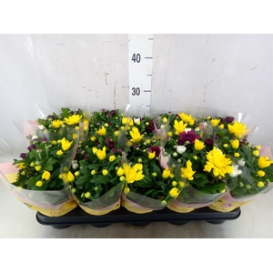 Chrysanthemum   ..mix/pot