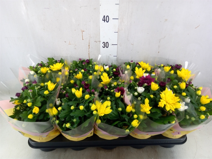 <h4>Chrysanthemum   ..mix/pot</h4>