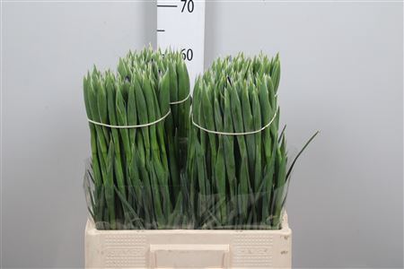 <h4>Iris Valentine</h4>