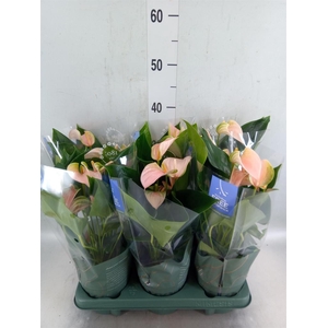 Anthurium andr. 'Joli Peach'