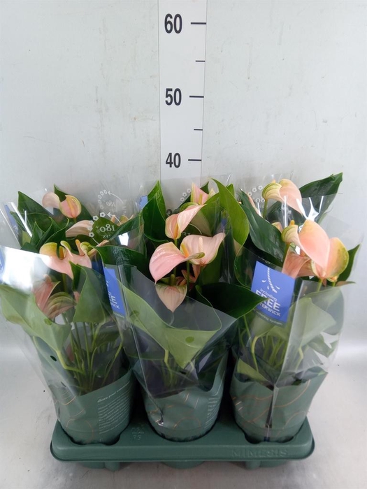 <h4>Anthurium andr. 'Joli Peach'</h4>