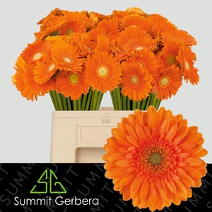 Germini Cuby Water/Hoes x80