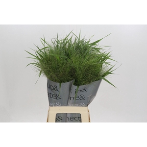 PANICUM VIRGATUM 'FOUNTAIN'