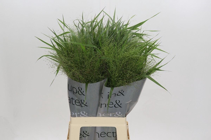 <h4>PANICUM VIRGATUM 'FOUNTAIN'</h4>