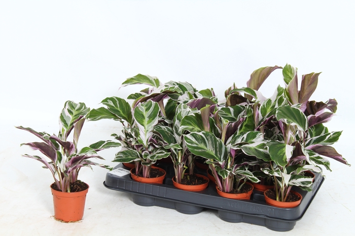 arr8 Calat Fusion White