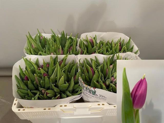 <h4>TU EN PURPLE FLAG</h4>