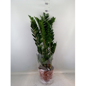 Zamioculcas zamiifolia