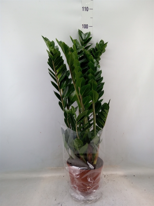 <h4>Zamioculcas zamiifolia</h4>