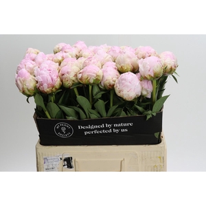 Paeonia Pillow Talk