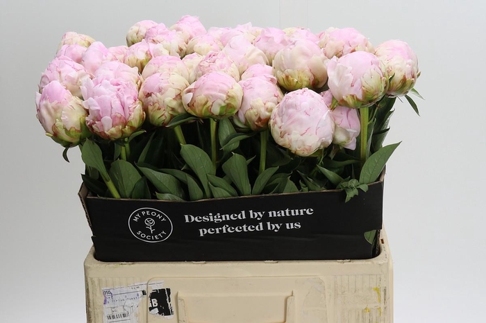 Paeonia Pillow Talk