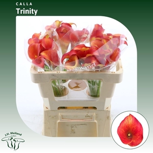 Calla Trinity