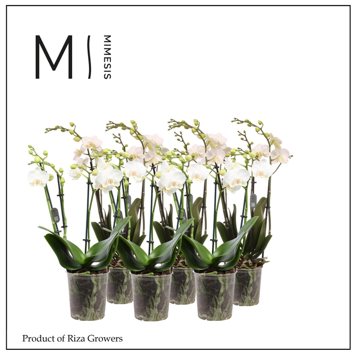 <h4>Phalaenopsis Multi White 4 spike - 12cm | Mimesis</h4>