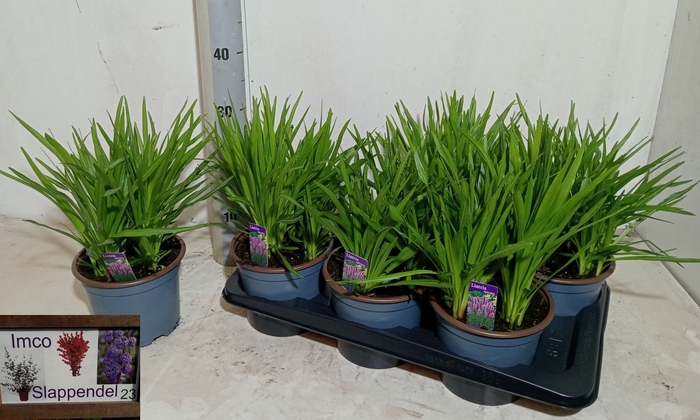 <h4>LIATR SPICATA</h4>