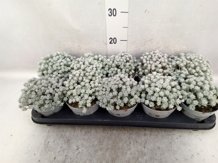 Sedum spathulifolium 'Cape Blanco'