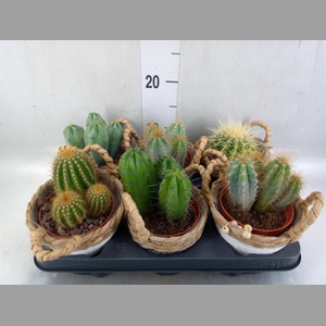Cactus   ...