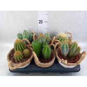 Cactus   ...