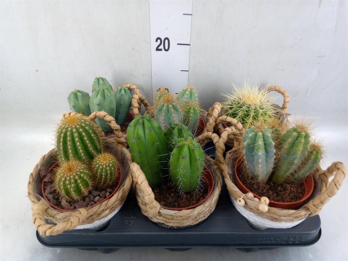 <h4>Cactus   ...</h4>