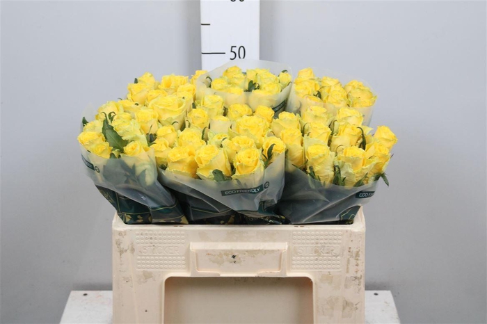 <h4>R Gr Good Times</h4>