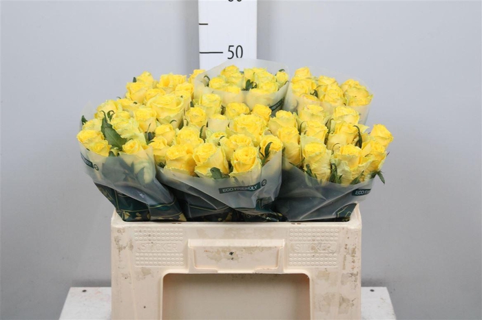 <h4>R Gr Good Times</h4>