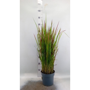Imperata cylindrica 'Red Baron'