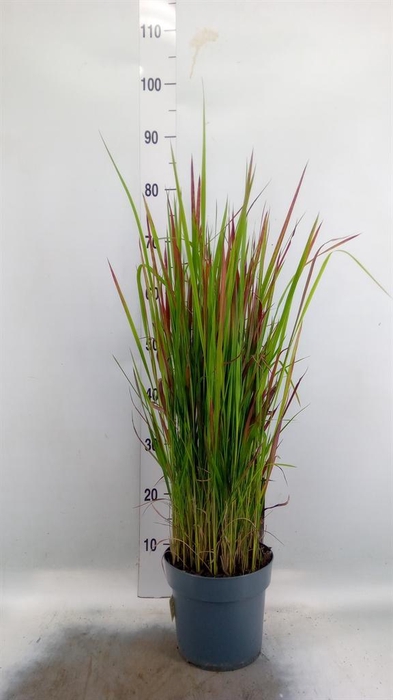 <h4>Imperata cylindrica 'Red Baron'</h4>