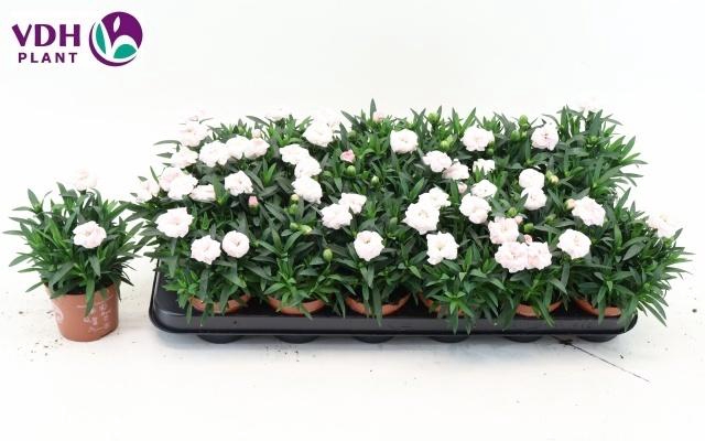 arr8 Dian Oscar White