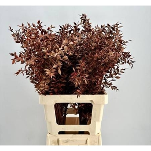 Dried Bleached Ruscus Bordeaux