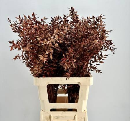 <h4>Dried Bleached Ruscus Bordeaux</h4>