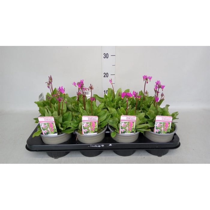 <h4>Dodecatheon meadia</h4>