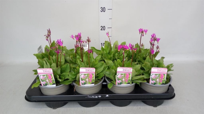 <h4>Dodecatheon meadia</h4>