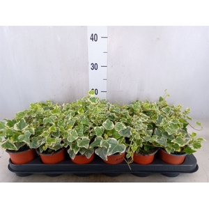 Hedera helix 'White Wonder'