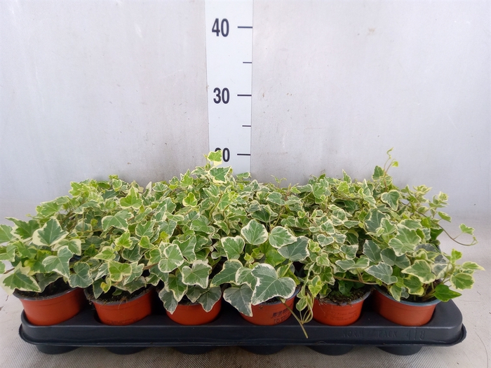 <h4>Hedera helix 'White Wonder'</h4>